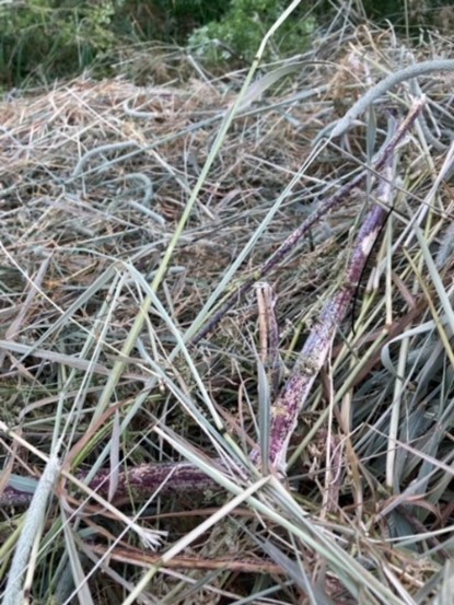 Hemlock in hay before bailing